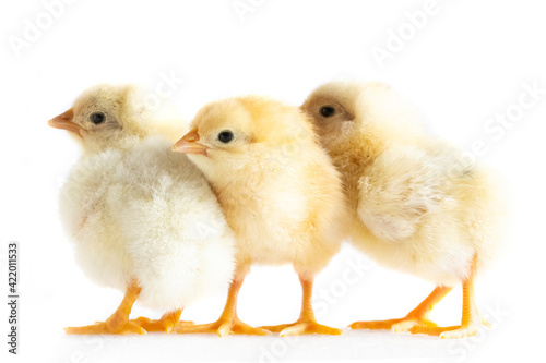 mini trio,group of 1 day old chickens on white background