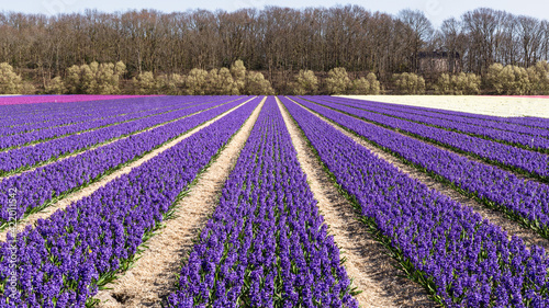 Colorful hyacinths in bloom on the bulb fields in the Netherlands