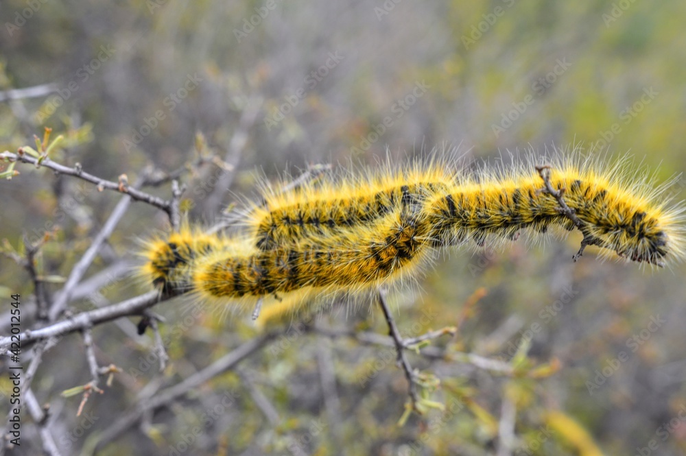 yellow caterpillars on a branch