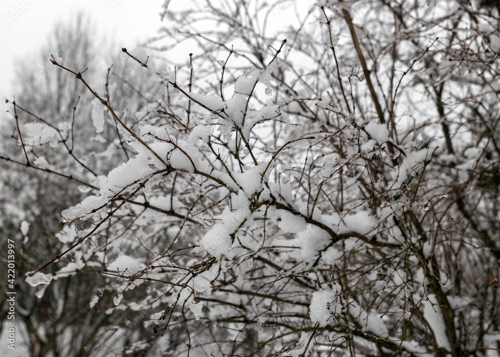 Obraz premium snowy branches of trees and shrubs, winter day in nature