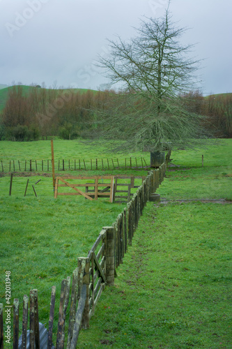 Weathered field fence separates green hills. Bare trees om the background Atmospheric landscape. Idyllic rural scene