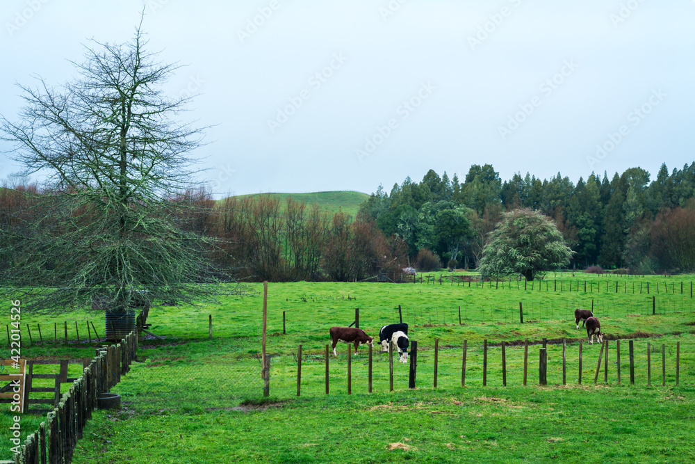 Pastoral counrtyside landscape with lush green hills and catte crasing on the slopes on a foggy afternoon. Pastoral counrtyside landscape with lush green hills and catte crasing on the slopes on a foggy afternoon.