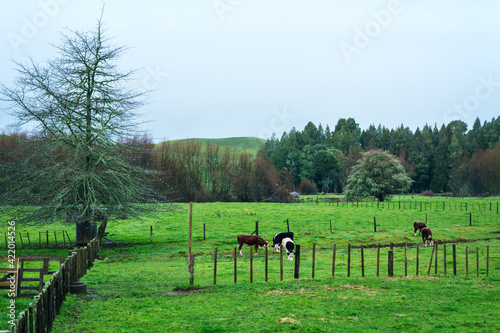 Pastoral counrtyside landscape with lush green hills and catte crasing on the slopes on a foggy afternoon.