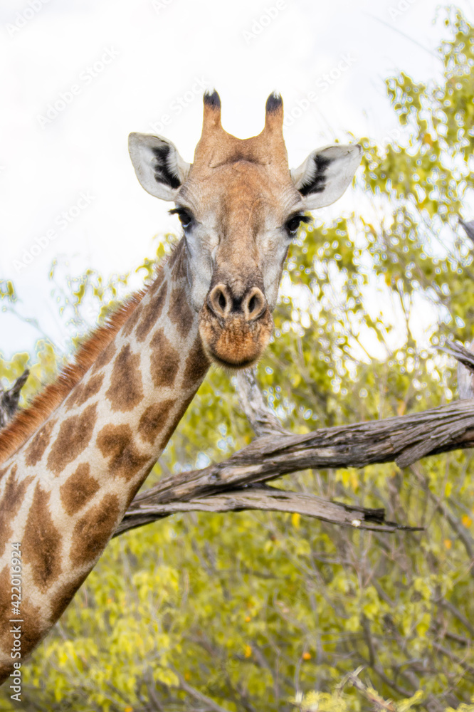 Obraz premium giraffe eating grass
