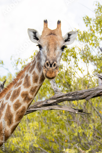 giraffe eating grass