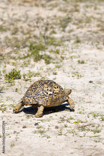 turtle on the ground