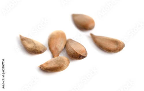 Apple seeds or stones. Isolated on white background