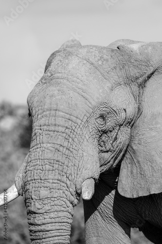 african elephant eating