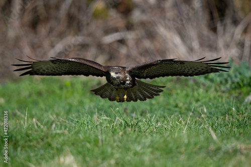 flying Common Buzzard (Buteo buteo) // fliegender Mäusebussard (Buteo buteo) photo