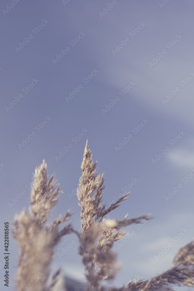 Soft dry branches of beige reeds against a clear blue sky.Beautiful natural background in neutral pastel colors and shades.Rustic style.Minimal, stylish, trending concept for bloggers. selective focus Soft dry branches of beige reeds against a clear blue sky.Beautiful natural background in neutral pastel colors and shades.Rustic style.Minimal, stylish, trending concept for bloggers. selective focus