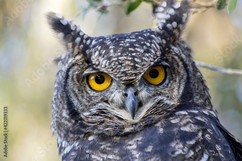 closeup of an owl with yellow eyes