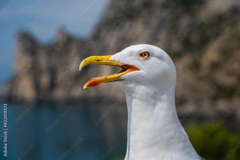 Seagull portrait against sea shore. Close up view of white bird seagull sitting by the beach. Seagull portrait against sea shore. Close up view of white bird seagull sitting by the beach.