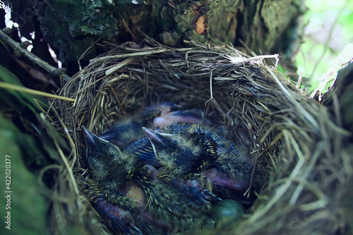 blackbird nest with little chicks, nature spring forest