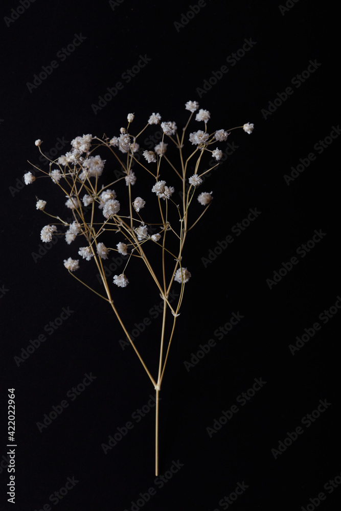 delicate white flowers of gypsophila on a dark background. dried flowers, simple flat lay, top view
