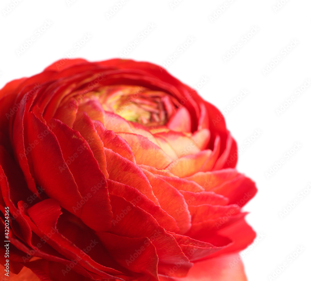 Naklejka premium Beautiful fresh ranunculus flower isolated on white