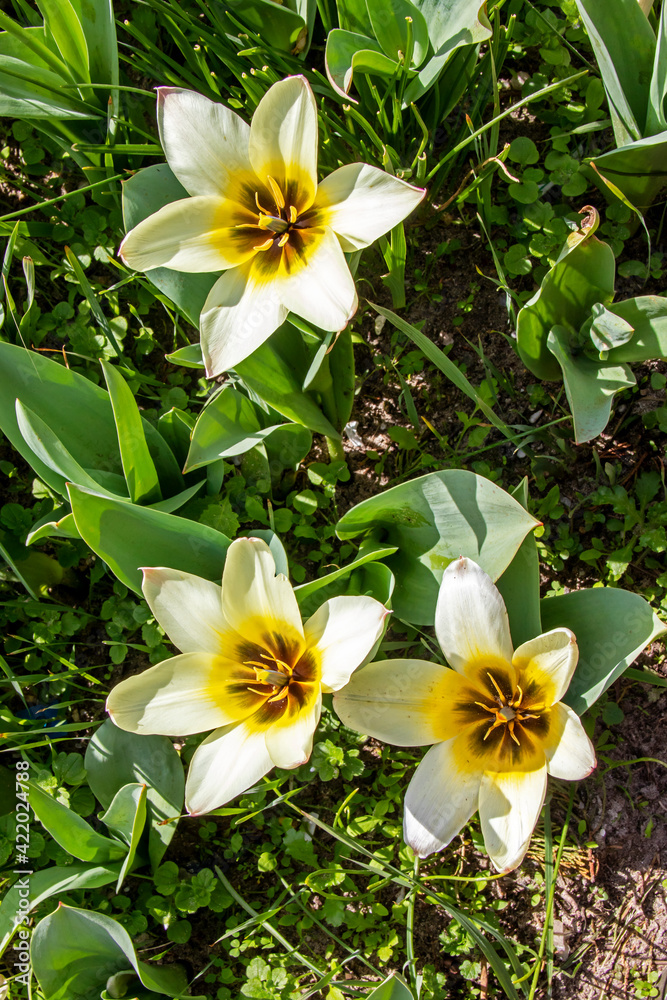 Tulipes Albion Star en gros plan Tulipes Albion Star en gros plan