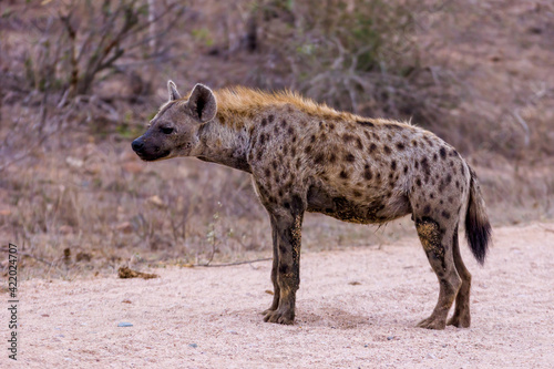 Fototapeta Spotted hyena in nature