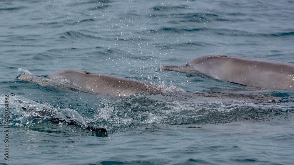 Obraz premium Playfull Dolphins in Kisite in Diani