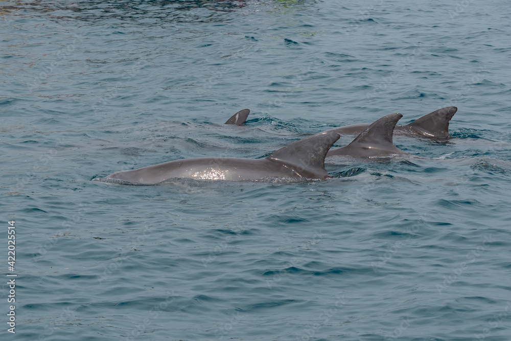 Fototapeta premium Playfull Dolphins in Kisite in Diani
