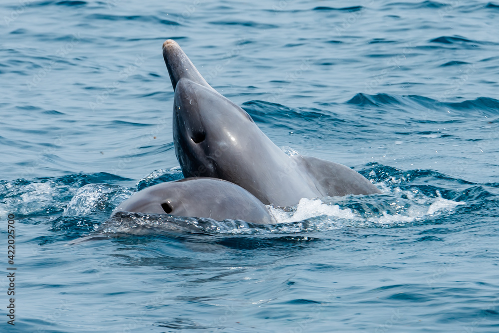 Fototapeta premium Playfull Dolphins in Kisite in Diani