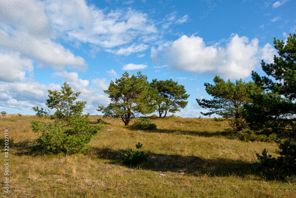Fototapeta premium Nordstrand und Dünen im Ostseebad Prerow auf dem Darß, Fischland-Darß-Zingst, Mecklenburg Vorpommern, Deutschland