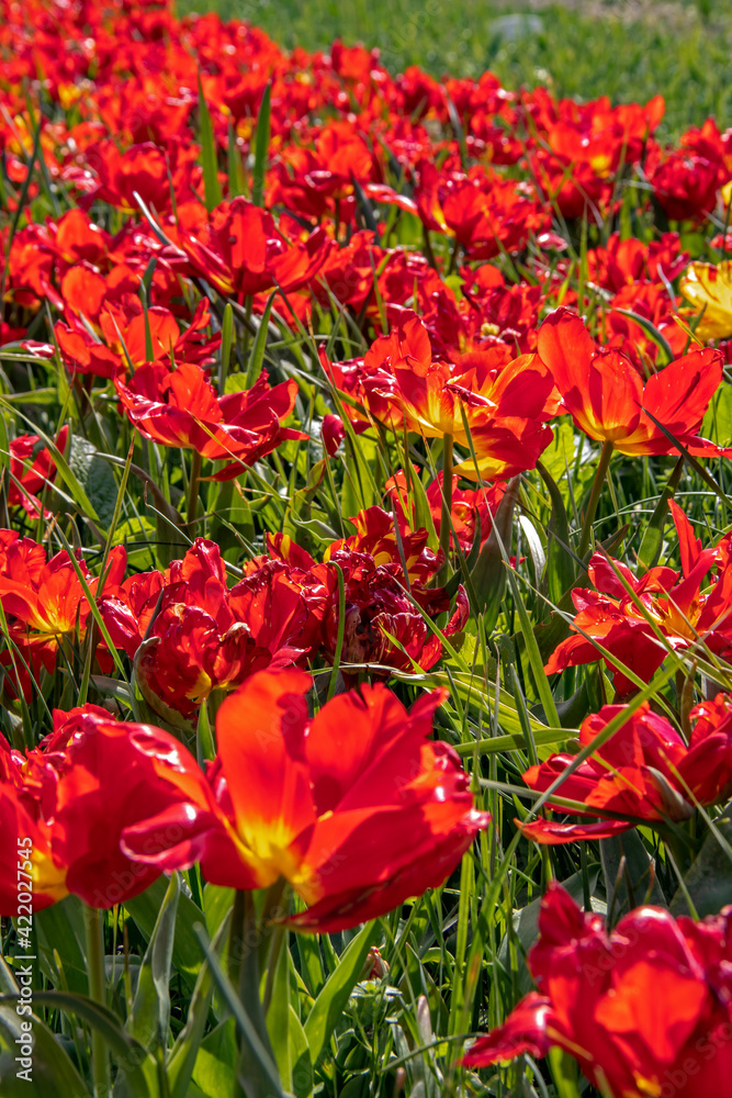 Massif de tulipes Abba 