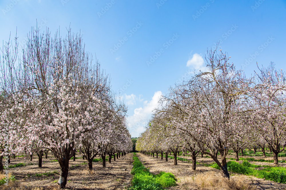 Picturesque alley of flowering almond trees Picturesque alley of flowering almond trees