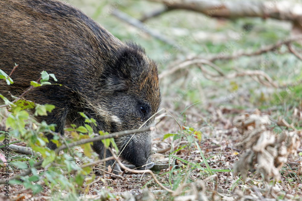 Wildschwein, Sus scrofa Wildschwein, Sus scrofa
