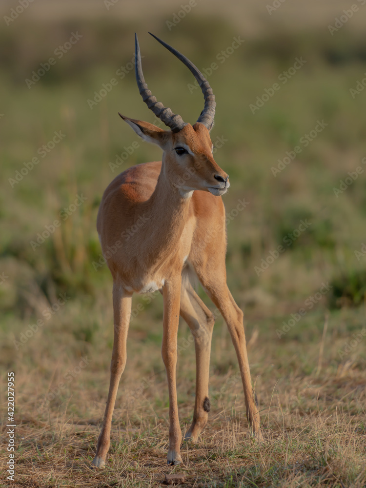 A Male waterbuck in the wild A Male waterbuck in the wild