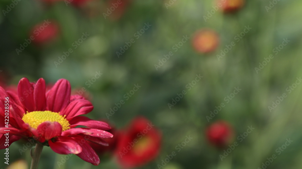 Selective focus image. Colorful chrysanthemum flower bloom in the farm On a blurred background