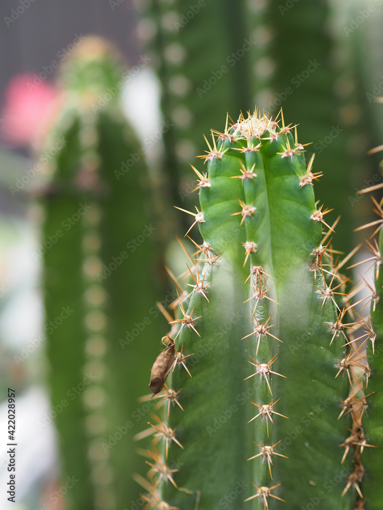 Cactus tree green trunk has sharp spikes around blooming in Plastic pots Cactus tree green trunk has sharp spikes around blooming in Plastic pots