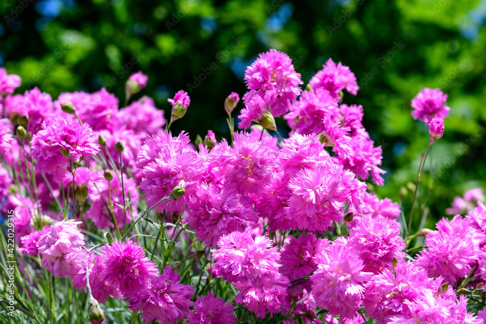 Obraz premium Many small vivid pink flowers of Dianthus carthusianorum plant, commonly known as Carthusian pink in a British cottage style garden in a sunny summer day, beautiful outdoor floral background.