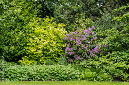 Fototapeta Naklejka Na Ścianę i Meble -  Minimalist monochrome green background with wild azalea or Rhododendron plant an old green trees and leaves in a park in a summer day in Scotland, United Kingdom.