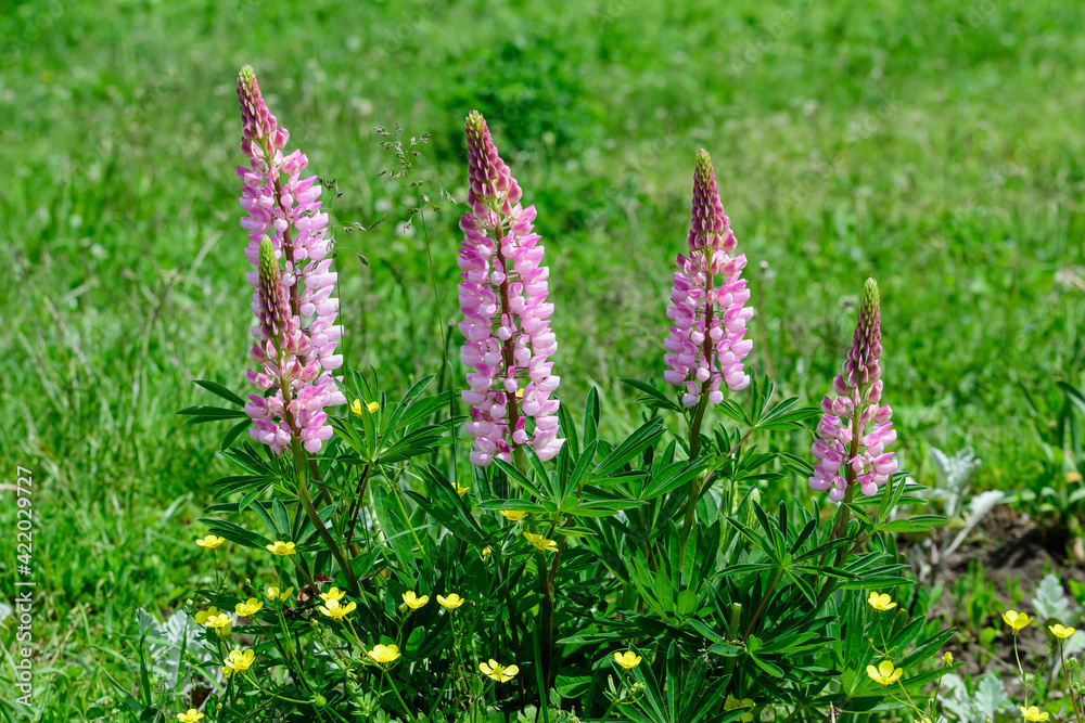 Many pink flowers of Lupinus, commonly known as lupin or lupine, in full bloom and green grass in a sunny spring garden, beautiful outdoor floral background photographed with soft focus. Many pink flowers of Lupinus, commonly known as lupin or lupine, in full bloom and green grass in a sunny spring garden, beautiful outdoor floral background photographed with soft focus.