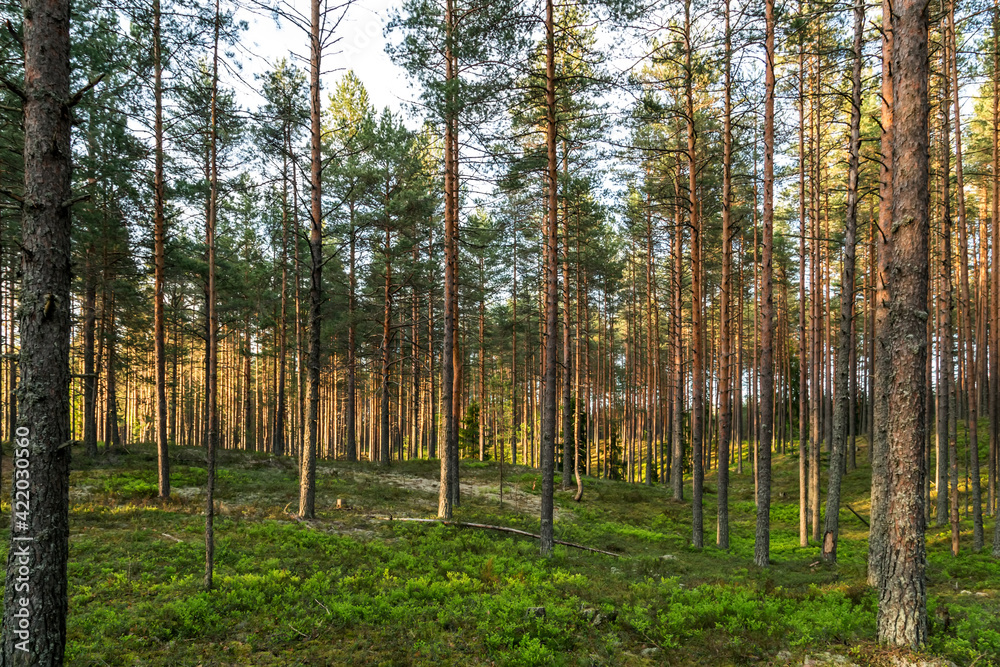 Obraz premium Pine green trees forest nature landscape