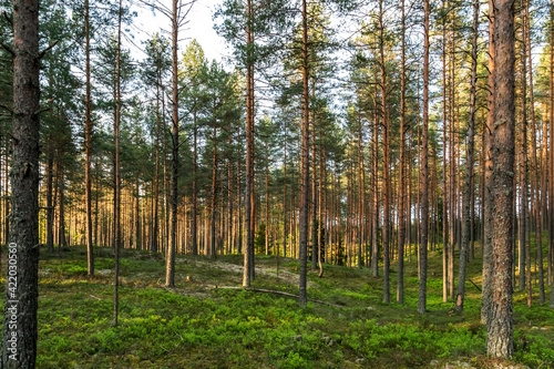 Pine green trees forest nature landscape