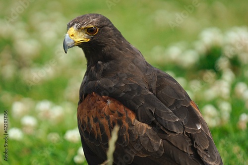 Slika na platnu Close-up Of Bird Of Prey