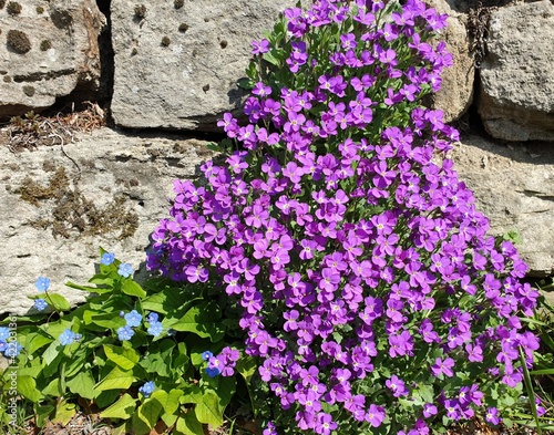 Flowerpower