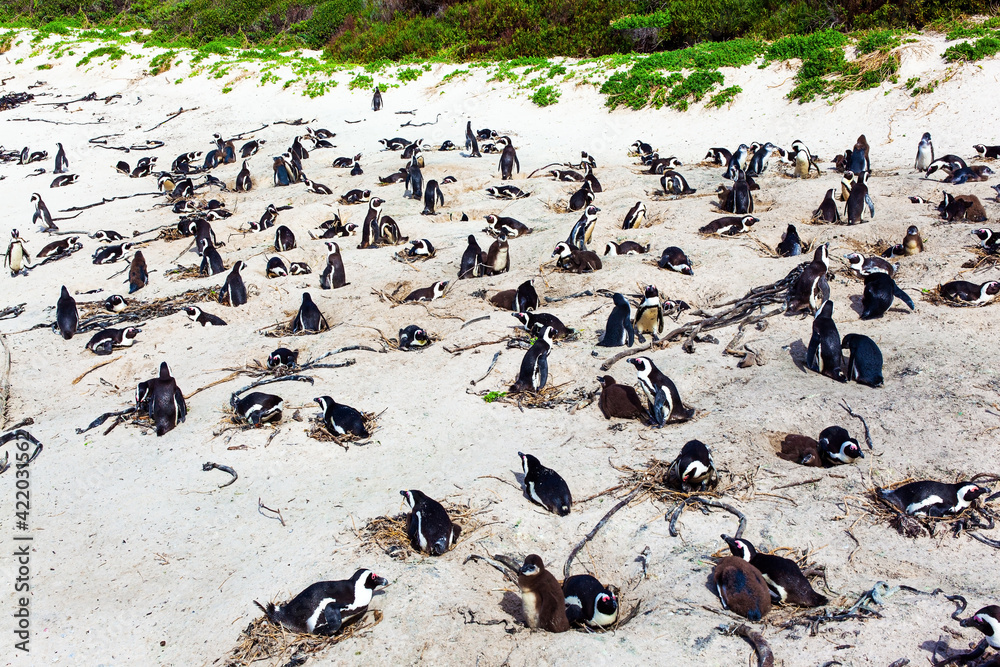 Fototapeta premium Large flock of spectacled penguins