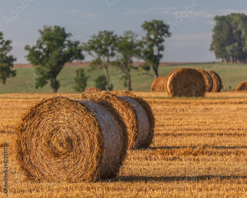 Fototapeta Naklejka Na Ścianę i Meble -  View of the Masurian fields.