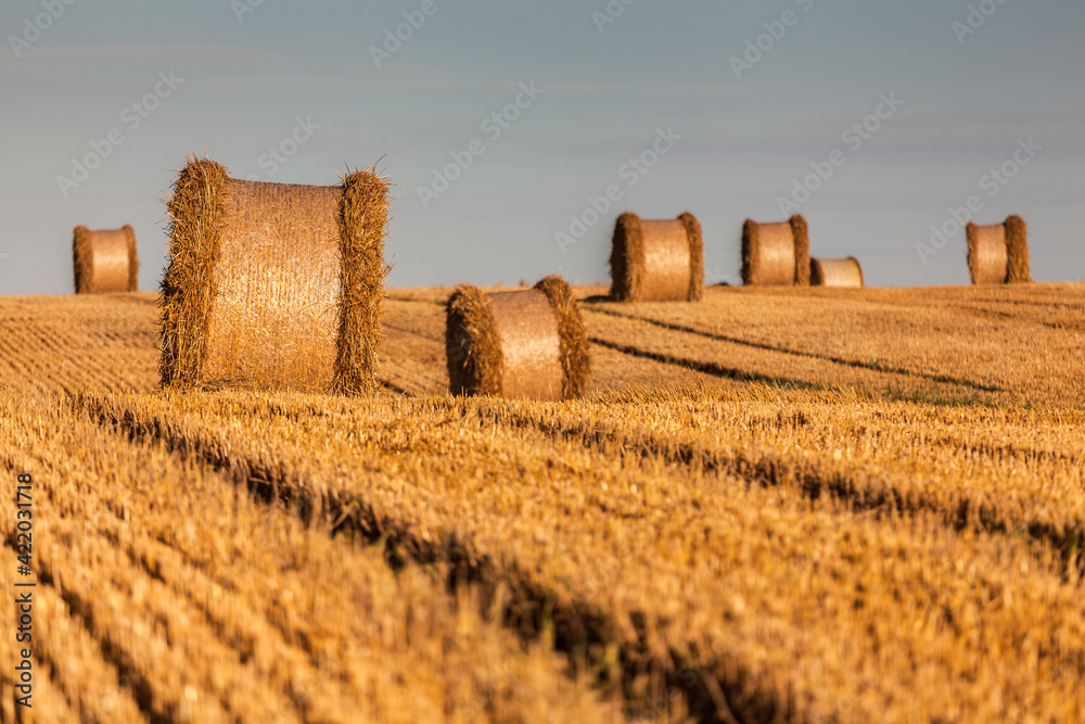 Fototapeta premium View of the Masurian fields.