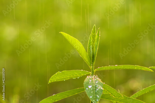 green grass with dew drops