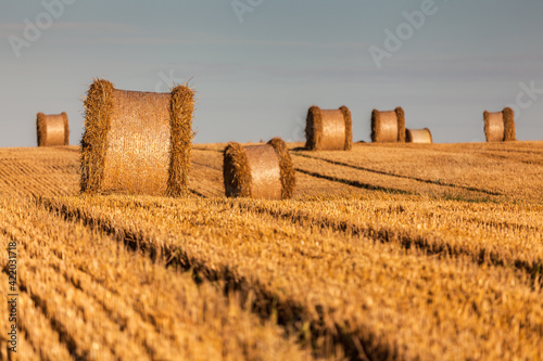 Fototapeta Naklejka Na Ścianę i Meble -  View of the Masurian fields.
