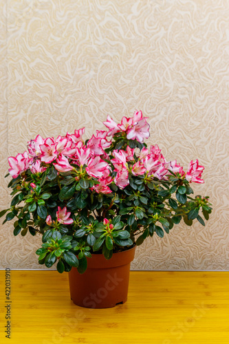 Blooming pink azalea in flower pot on a table