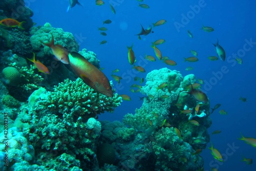 coral reef with fish