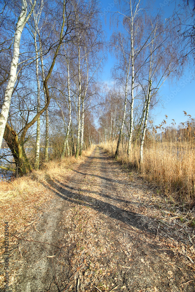 WROCLAW, POLAND - FEBRUARY 22, 2021: Dirt road among the trees. The Milicz Ponds (Polish: Stawy Milickie). Nature Reserve in Barycz Valley Landscape Park, Poland, Europe. - obrazy, fototapety, plakaty 