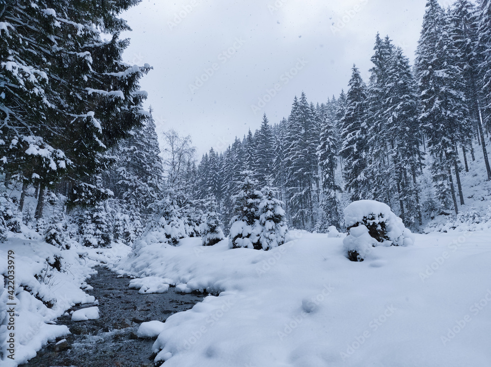 winter mountain forest with snowy Christmasr trees and a mountain river. beauty of the nature of the Carpathian Mountains winter mountain forest with snowy Christmasr trees and a mountain river. beauty of the nature of the Carpathian Mountains