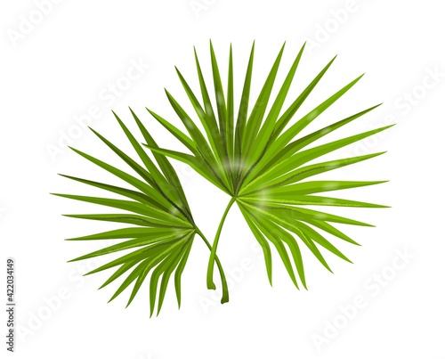 Jungle leaves. Realistic monstera branches with narrow long foliage. Composition of tropical forest plants. Decorative natural background for spa and beauty poster. Vector palm greenery