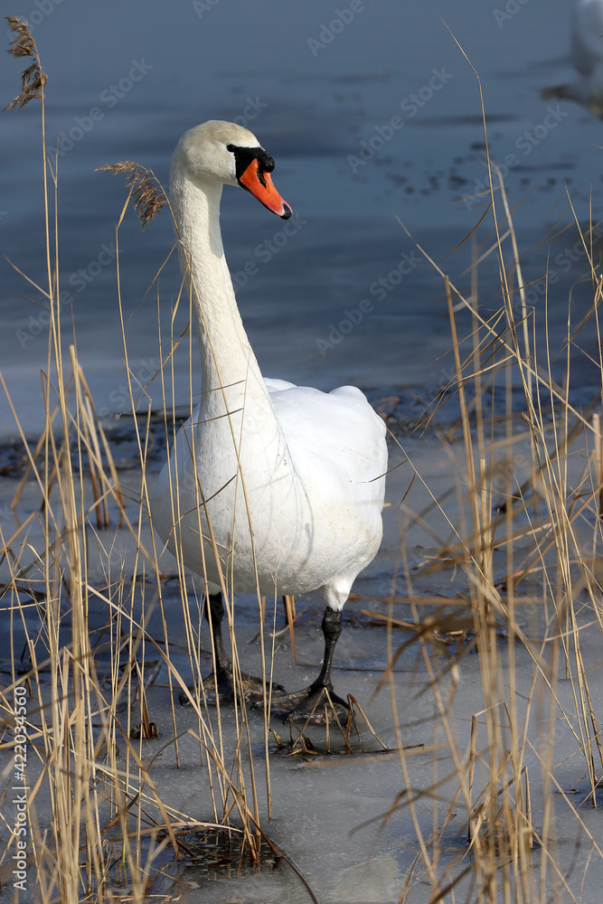 WROCLAW, POLAND - FEBRUARY 22, 2021: Mute swan on a frozen lake. The Milicz Ponds (Polish: Stawy Milickie). Nature Reserve in Barycz Valley Landscape Park, Poland, Europe. - obrazy, fototapety, plakaty 