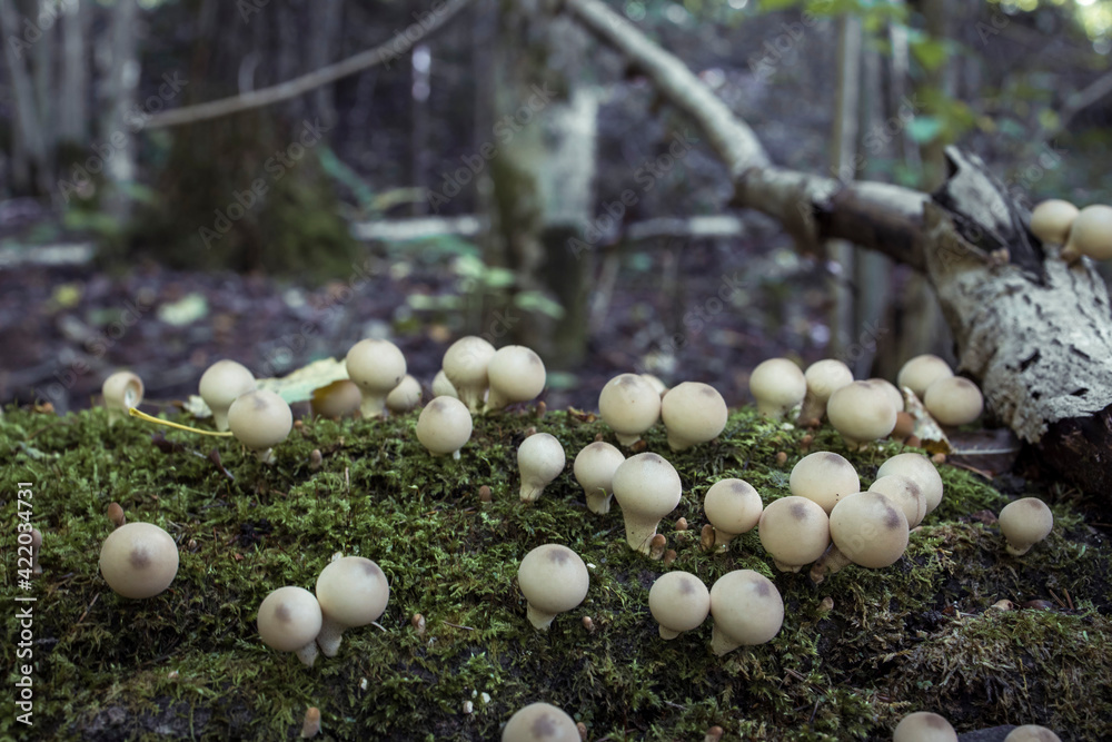 Mushrooms containing psilocybin grow on green moss. Mushrooms containing psilocybin grow on green moss.